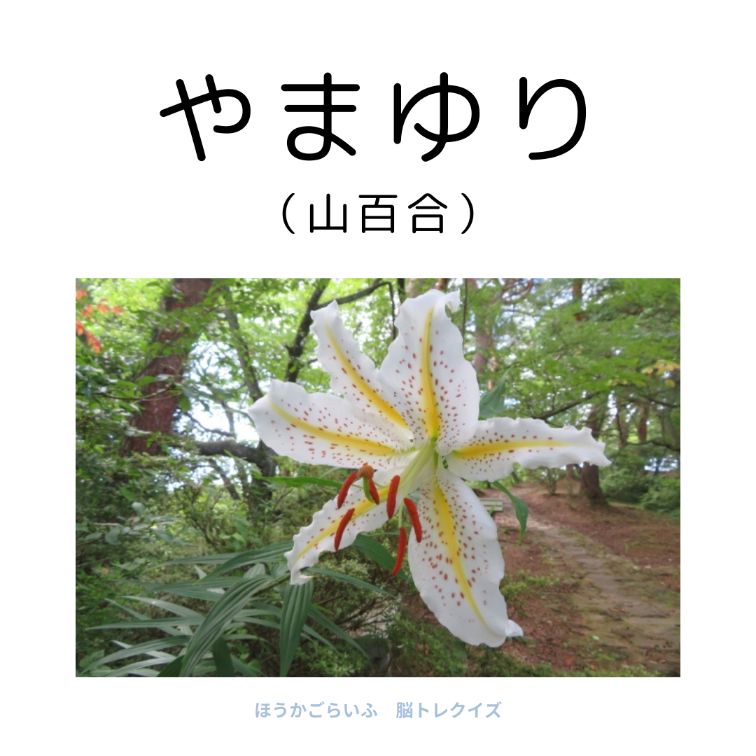 高齢者向け（無料）言葉の並び替えで脳トレしよう！文字（ひらがな）を並び替える簡単なゲーム【花の名前】健康寿命を延ばす鍵